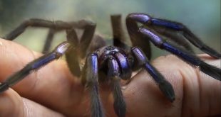 Tarantula Biru Elektrik : Spesies Baru dari Thailand